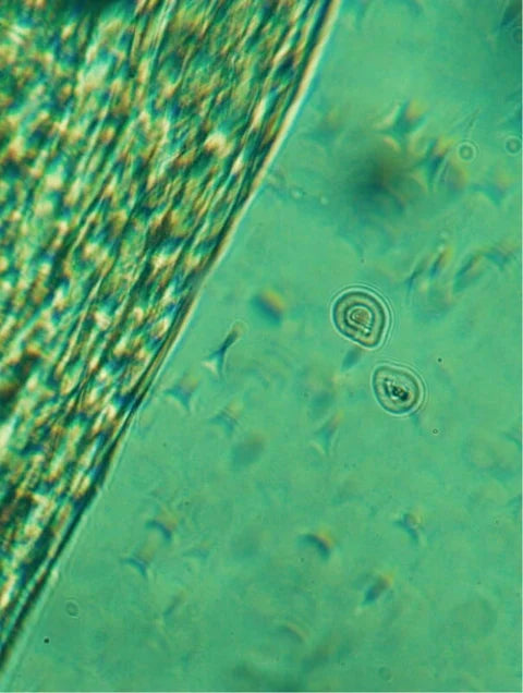 Olio viso calmante