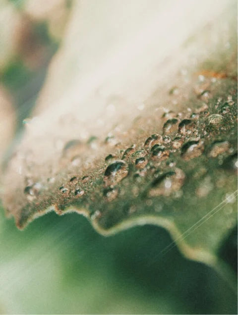 Olio viso calmante