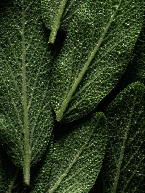 Olio corpo pelle luminosa omega 6-9